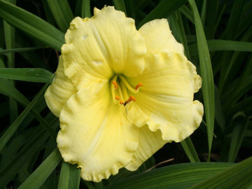 Toon details van Far Ahead Afbeeldingen van Far Ahead