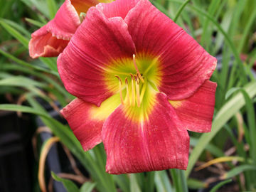 Toon details van Freckled Lass Afbeeldingen van Freckled Lass