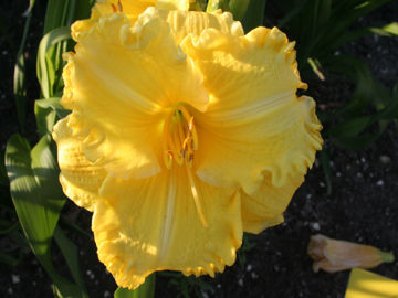 Toon details van Isle Of Capri Afbeeldingen van Isle Of Capri