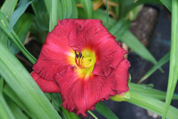 Toon details van Jovial Afbeeldingen van Jovial