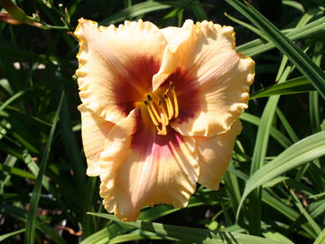 Toon details van Bayou Bride Afbeeldingen van Bayou Bride