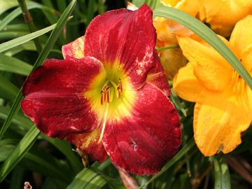 Toon details van Glowing Jewel Afbeeldingen van Glowing Jewel