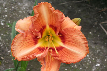 Toon details van Lambada Afbeeldingen van Lambada