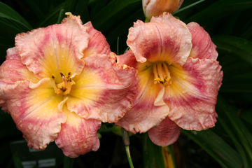 Toon details van Barbara Dittmer Afbeeldingen van Barbara Dittmer