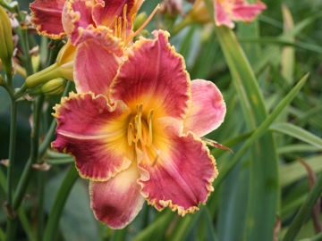 Toon details van Art Gallery Fringe Afbeeldingen van Art Gallery Fringe