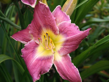 Toon details van Lavender  Silver Cords Afbeeldingen van Lavender  Silver Cords