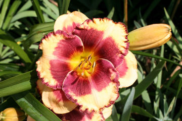 Toon details van Eyes Wide Shut Afbeeldingen van Eyes Wide Shut