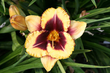 Toon details van Eye On America Afbeeldingen van Eye On America