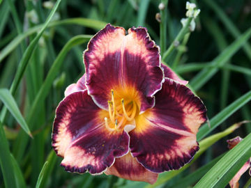 Toon details van Francois Verhaert Afbeeldingen van Francois Verhaert