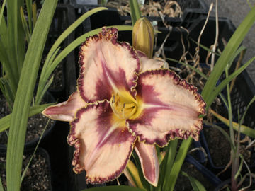 Toon details van Grandpa Munster Afbeeldingen van Grandpa Munster