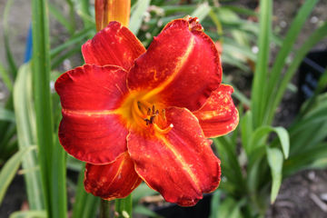 Toon details van Fiesta Cubana Afbeeldingen van Fiesta Cubana