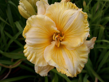 Toon details van America's Most Wanted Afbeeldingen van America's Most Wanted