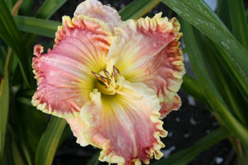 Toon details van Pathway To Paradise Afbeeldingen van Pathway To Paradise