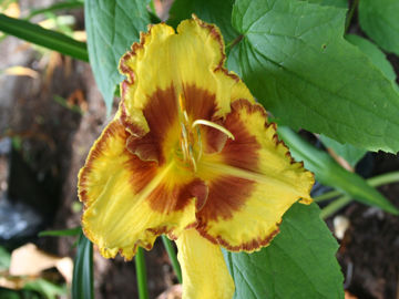 Toon details van Fashion Police Afbeeldingen van Fashion Police