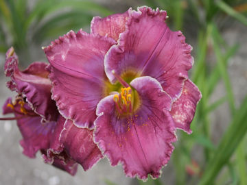 Toon details van Beauty Of The King Afbeeldingen van Beauty Of The King