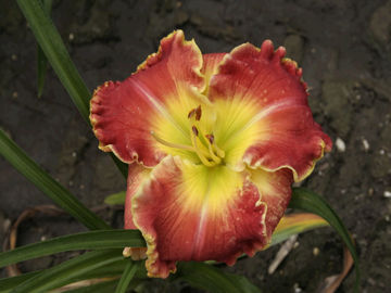 Toon details van Feliz Navidad Afbeeldingen van Feliz Navidad