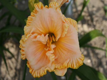 Toon details van American Freedom Afbeeldingen van American Freedom