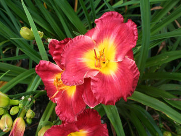 Toon details van Insider Trading Afbeeldingen van Insider Trading