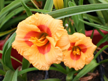 Toon details van Brookwood Ojo Poco Afbeeldingen van Brookwood Ojo Poco