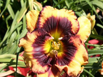 Toon details van Jealous Jake Afbeeldingen van Jealous Jake