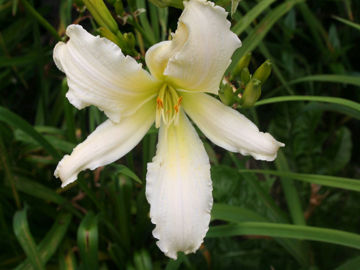 Toon details van Heavenly Angel Ice Afbeeldingen van Heavenly Angel Ice