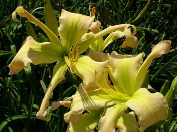 Toon details van Twisted Mint Juled Afbeeldingen van Twisted Mint Juled