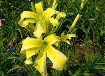 Toon details van Heavenly Flight Of Angels Afbeeldingen van Heavenly Flight Of Angels