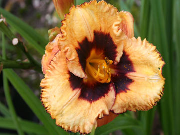 Toon details van Good Old Boy Afbeeldingen van Good Old Boy