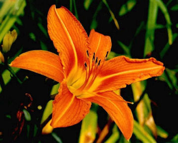 Toon details van Fulva Afbeeldingen van Fulva