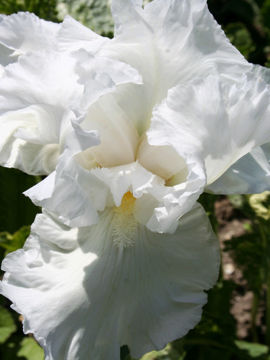 Toon details van America's Cup Afbeeldingen van America's Cup