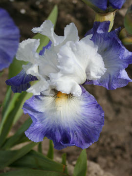 Toon details van Alizes Afbeeldingen van Alizes