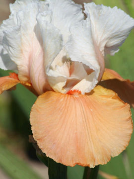 Toon details van Blazing Sunrise Afbeeldingen van Blazing Sunrise