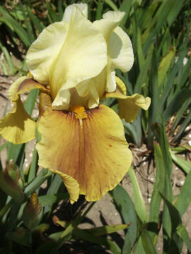 Toon details van Bayberry Candle Afbeeldingen van Bayberry Candle