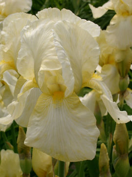 Toon details van Alaloa Afbeeldingen van Alaloa