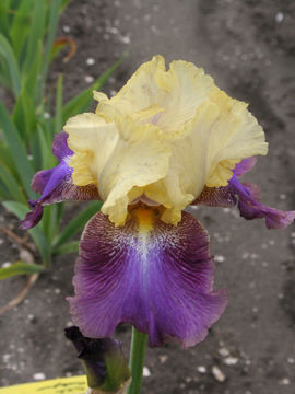 Toon details van Ballyhoo Afbeeldingen van Ballyhoo