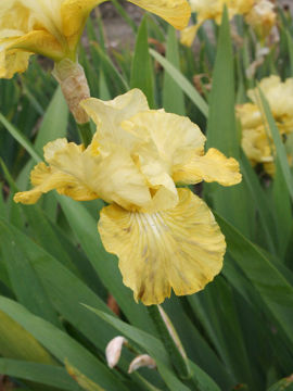 Toon details van Fair Flora Afbeeldingen van Fair Flora