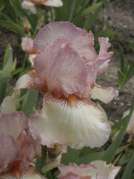 Toon details van Sterling Mistress Afbeeldingen van Sterling Mistress