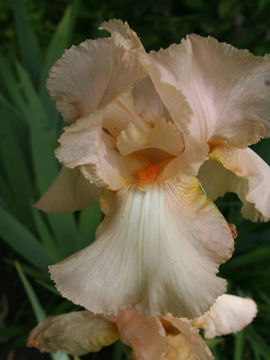Toon details van Dentelle Rose Afbeeldingen van Dentelle Rose