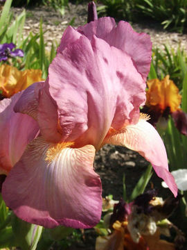 Toon details van Pink Clover Afbeeldingen van Pink Clover