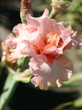 Toon details van Blushing Pink Afbeeldingen van Blushing Pink