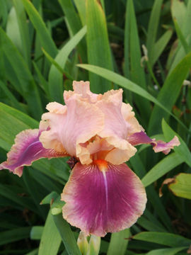 Toon details van Carnaby Afbeeldingen van Carnaby