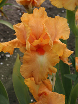 Toon details van Robusto Afbeeldingen van Robusto