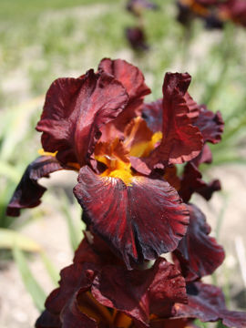 Toon details van Witch Of Endor Afbeeldingen van Witch Of Endor