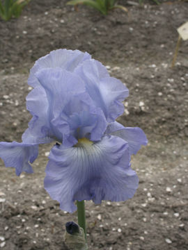 Toon details van Babbling Brook Afbeeldingen van Babbling Brook