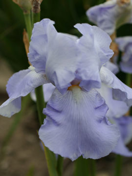 Toon details van Blue Sapphire Afbeeldingen van Blue Sapphire