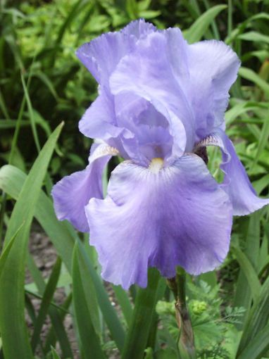 Afbeeldingen van Sea Double