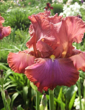 Toon details van Arabian Tapestry Afbeeldingen van Arabian Tapestry