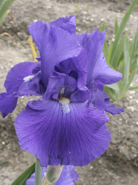 Toon details van Blue Aristocrat Afbeeldingen van Blue Aristocrat