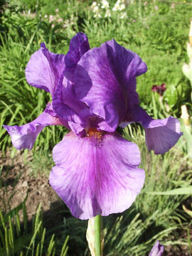 Toon details van River Patrol Afbeeldingen van River Patrol