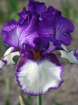 Toon details van Beckon Afbeeldingen van Beckon